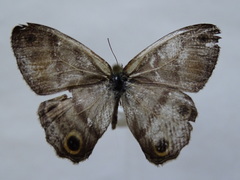 Cissia labe