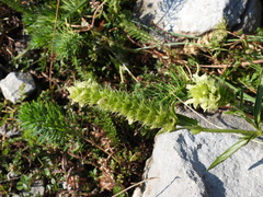 Sideritis hyssopifolia
