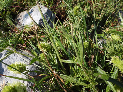 Sideritis hyssopifolia, photograph 1
