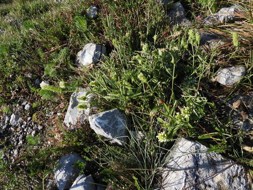 Sideritis hyssopifolia, photograph 3