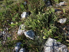 Sideritis hyssopifolia, photograph (c) Yves Bas, some rights reserved (CC BY)