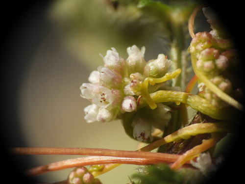 Cuscuta europaea, photograph 4