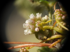 (c) Yves Bas, some rights reserved (CC BY) Cuscuta europaea, photograph (c) Yves Bas, some rights reserved (CC BY)