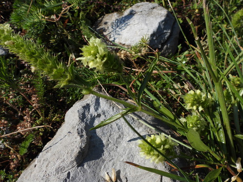 Sideritis hyssopifolia, photograph 2