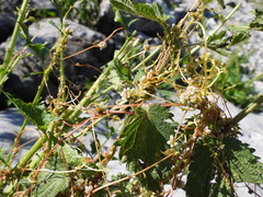 (c) Yves Bas, some rights reserved (CC BY) Cuscuta europaea, photograph (c) Yves Bas, some rights reserved (CC BY)