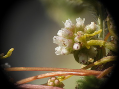 (c) Yves Bas, some rights reserved (CC BY) Cuscuta europaea, photograph (c) Yves Bas, some rights reserved (CC BY)
