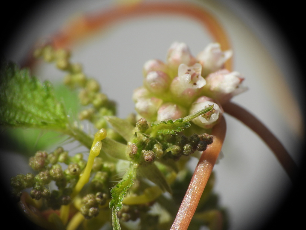 Cuscuta europaea; photograph (c) Yves Bas, some rights reserved (CC BY)