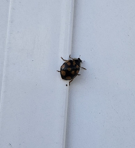 Asian Lady Beetle