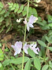 Equilabium laxiflorum