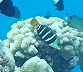 Barred thicklip