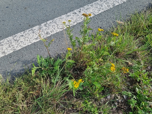 tansy