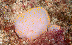 Polycitor giganteus