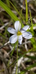 Sisyrinchium albidum