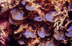 Distromium flabellatum