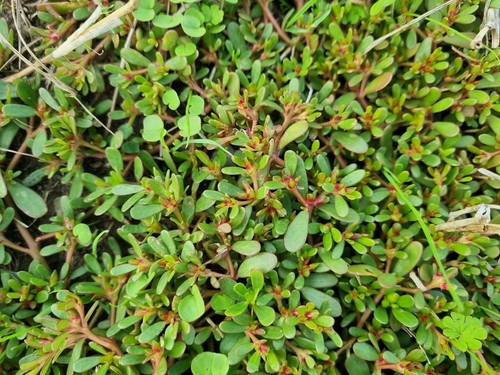 Common Purslane