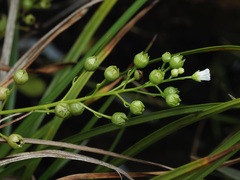 Samolus valerandi, photograph (c) Joss Carr, some rights reserved (CC BY)