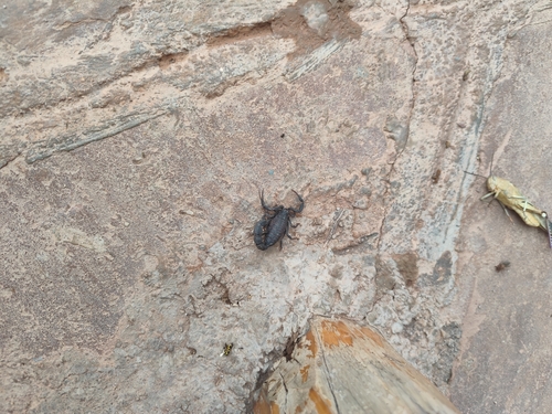 Androctonus mauritanicus