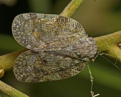 Aprivesa exuta