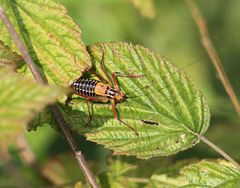 Barbitistes constrictus