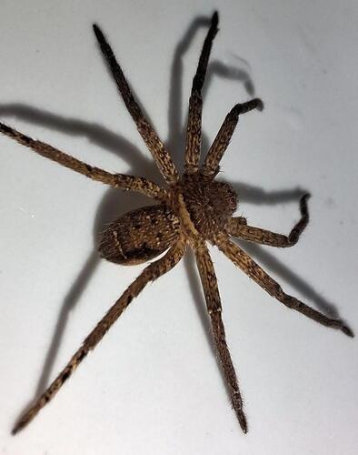 Pantropical Huntsman Spider