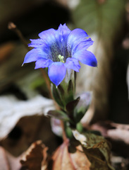 Gentiana zollingeri