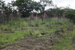 Aloe dewetii