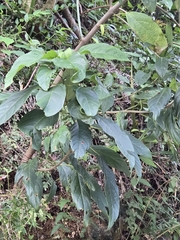 Clerodendrum cyrtophyllum, photograph (c) 賴碧珠, some rights reserved (CC BY)