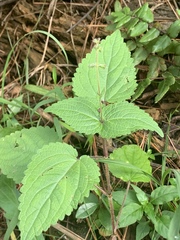 Equilabium laxiflorum