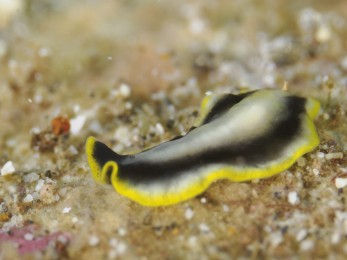Pseudoceros paralaticlavus, 2026-08-04