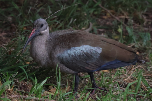 iNaturalist image