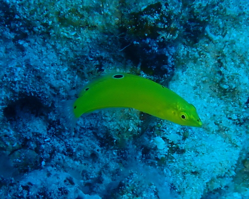 Halichoeres chrysus observed 2026-08-31