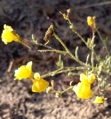 Linaria bipunctata