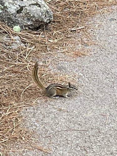 Least Chipmunk