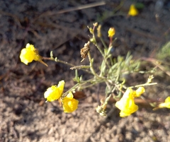 Linaria bipunctata