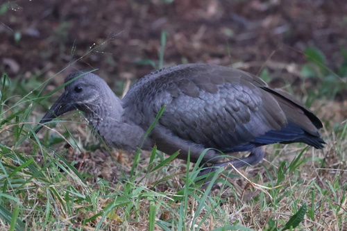 iNaturalist image