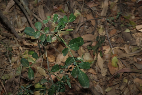 Flindersia collina, photograph 1