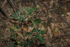 Flindersia collina, photograph (c) Greg Tasney, some rights reserved (CC BY-SA)
