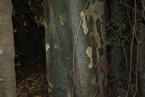 Flindersia collina