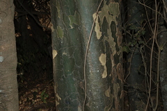 Flindersia collina