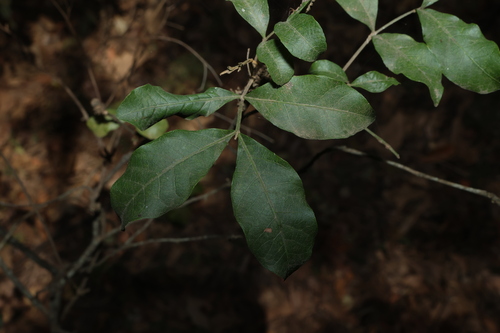 Alectryon connatus, photograph 3