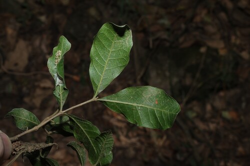 Alectryon connatus, photograph 4