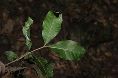 Alectryon connatus, photograph (c) Greg Tasney, some rights reserved (CC BY-SA)