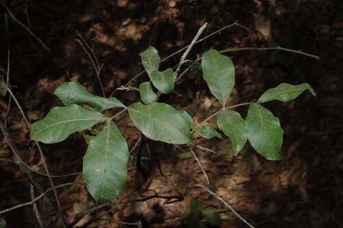 Alectryon connatus, photograph 5