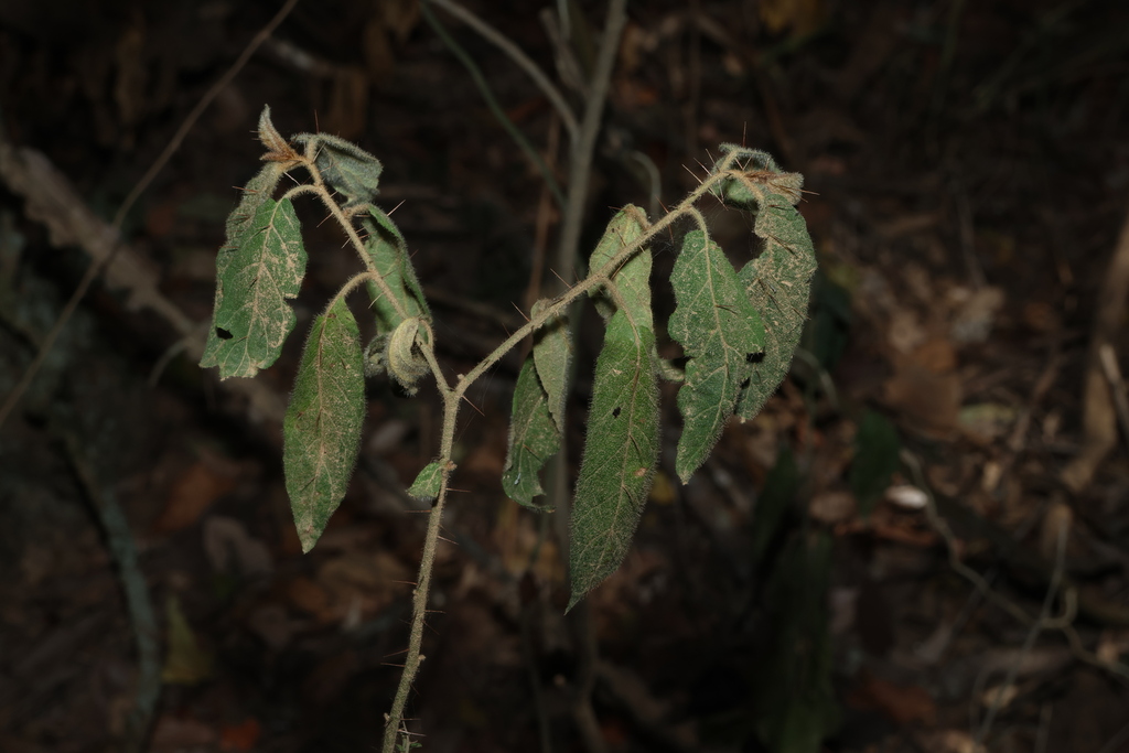 Solanum stelligerum; photograph (c) Greg Tasney, some rights reserved (CC BY-SA)