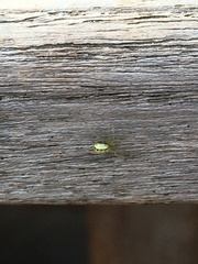 Enoplognatha ovata