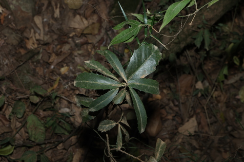 Myrsine variabilis observed 2026-09-07