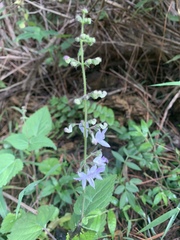 Equilabium laxiflorum