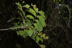 Harpullia hillii, photograph (c) Greg Tasney, some rights reserved (CC BY-SA)