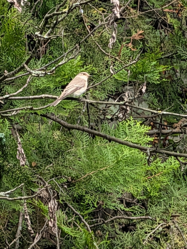 Spotted Flycatcher