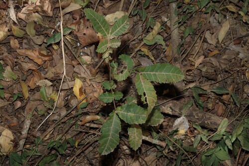 Alectryon tomentosus, photograph 5